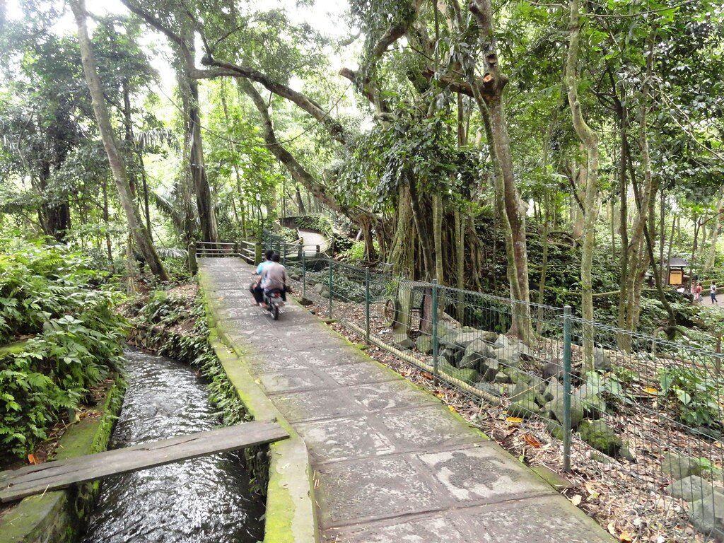 A paved path threads beside the stream under the reserve's towering canopy.