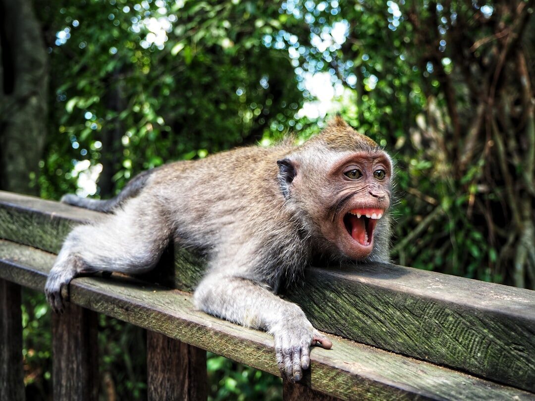 Bared teeth and a wide gape: a threat display, not a smile. Back off and look away.