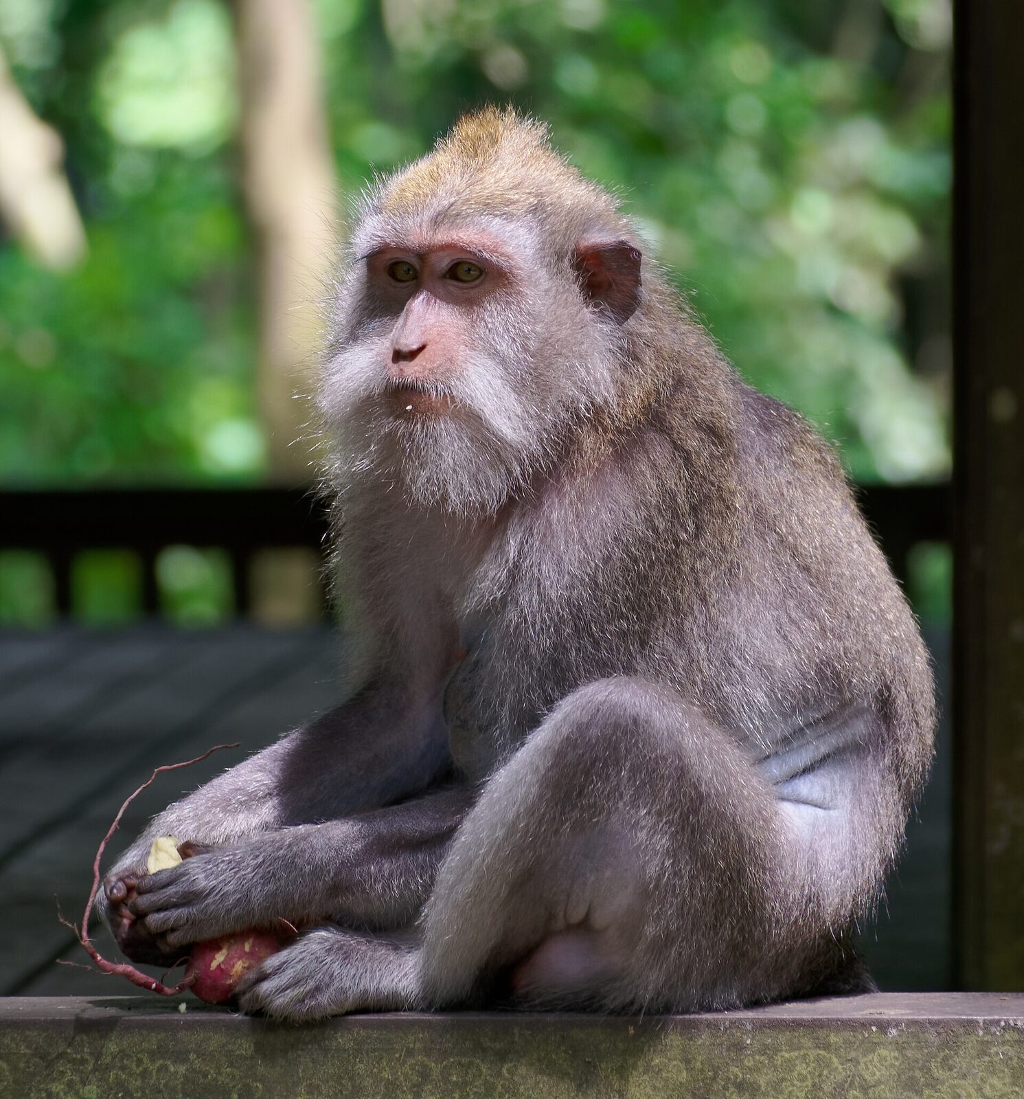 A macaque perched on a railing, working through a scavenged snack.