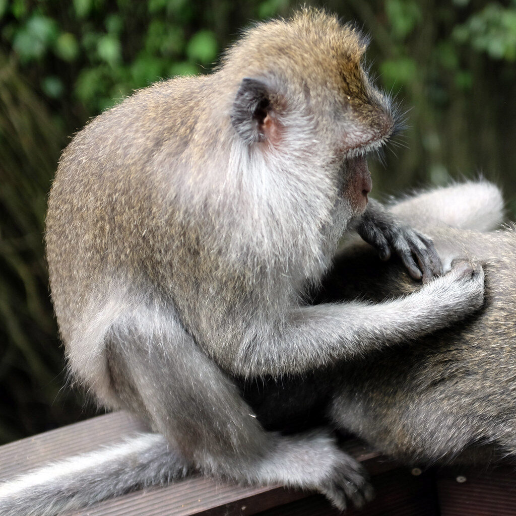 Grooming is the social glue of the troop — a quiet moment between two macaques.