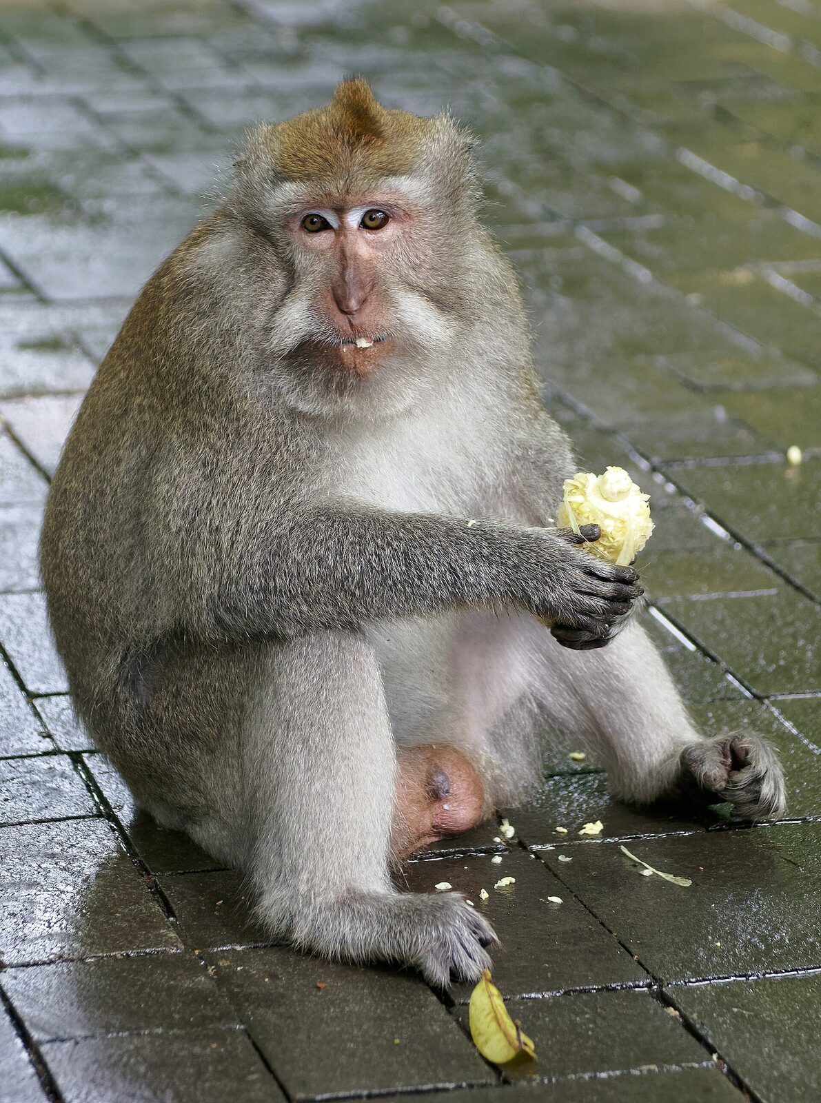 A heavy-set adult male eating on the paving, entirely unbothered by the crowd.