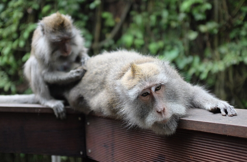 Two macaques grooming on a handrail, the forest behind them.
