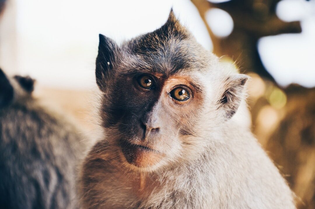 A young macaque, still small enough to look almost sweet.