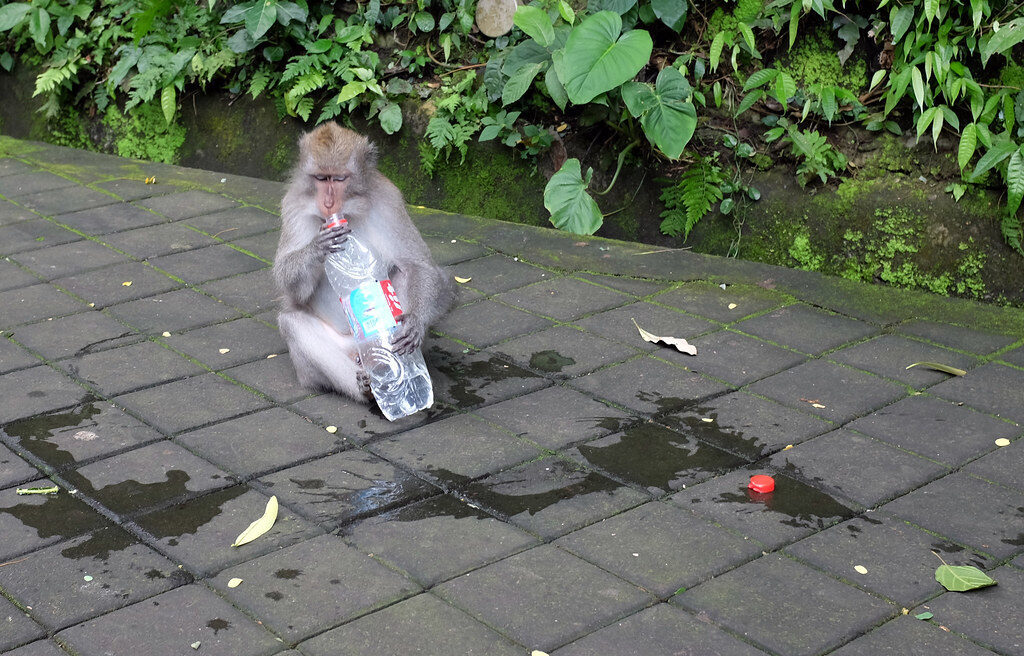 A macaque with a scavenged plastic bottle — assume anything loose is fair game.