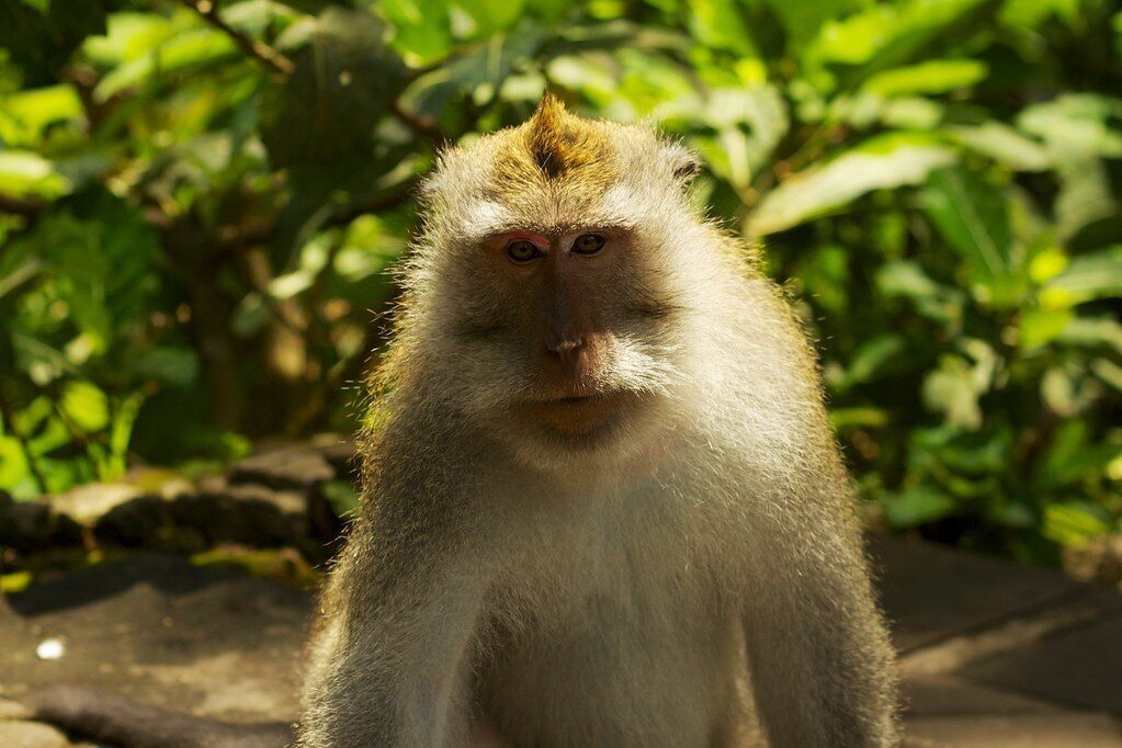 A long-tailed macaque meets your eye on the forest wall — a direct stare is a challenge in their world, so don't hold it.