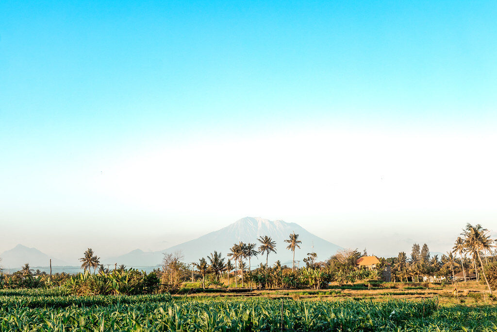 The peak hazy on the horizon beyond the fields and palms.