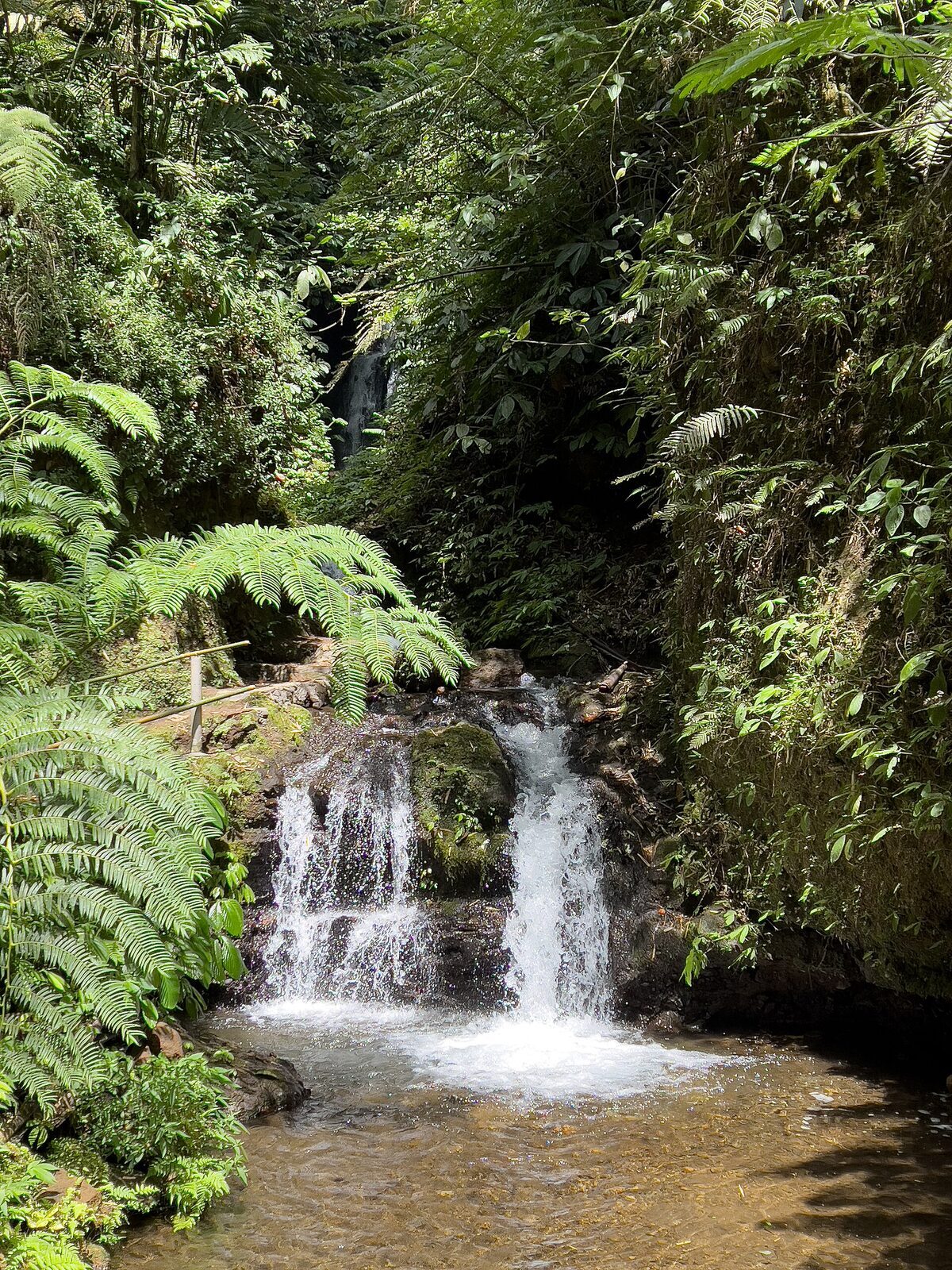 A two-tier fall stepping down into its pool, deep in the jungle.