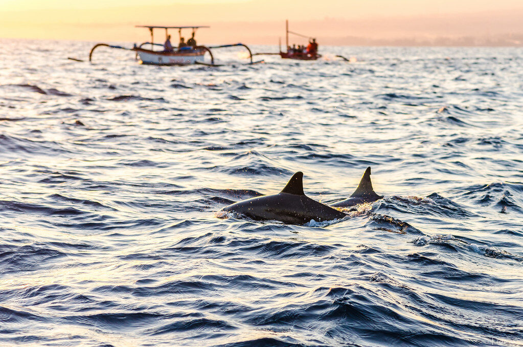 Wild spinner dolphins off Lovina at first light — on a calm morning the dawn trip really can deliver. On a busy one it's a flotilla chasing the same pod.