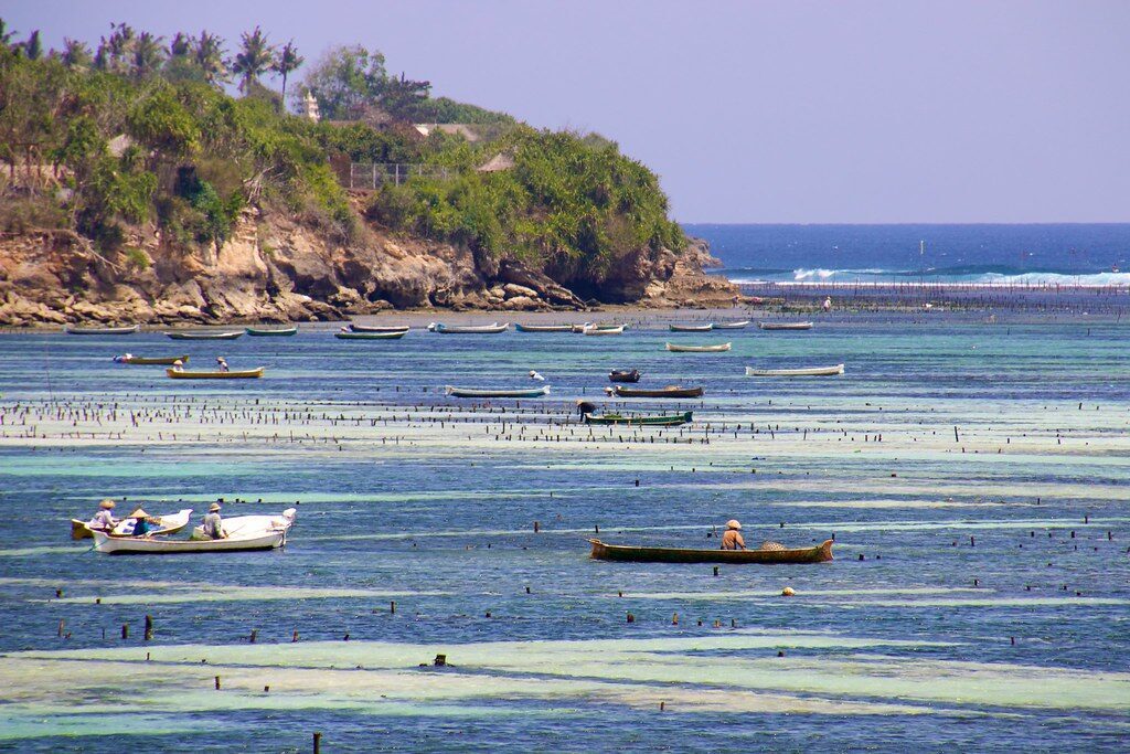 Seaweed-farming shallows off Ceningan, dotted with small boats.
