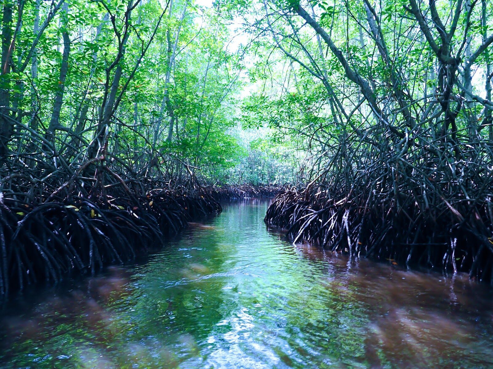 The mangrove channels at the north end of Lembongan — a slow paddle through the trees.