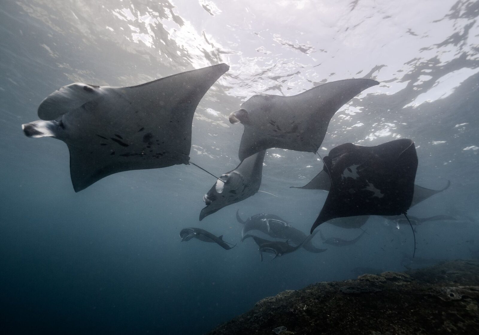 Several manta rays circling together over a cleaning station.