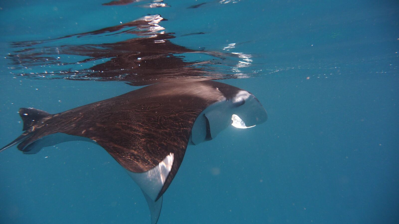 The pale-marked underside of a manta ray in clear blue water.
