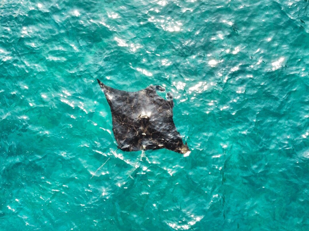 A manta seen from above, gliding just under the turquoise surface.