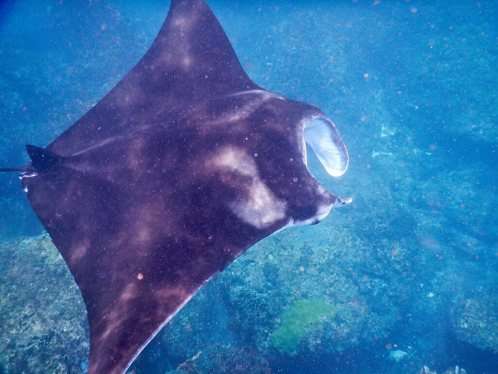 A manta ray gliding over the reef at Manta Point off Nusa Penida — sightings here are reliable essentially year-round.