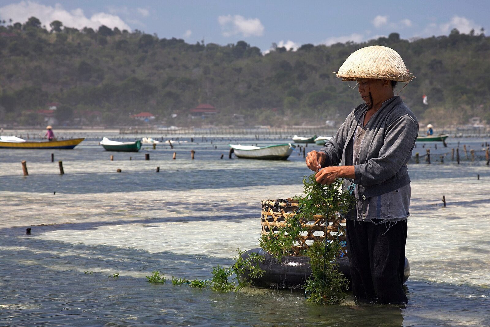 A seaweed farmer working the shallows at low tide — the island's original livelihood.
