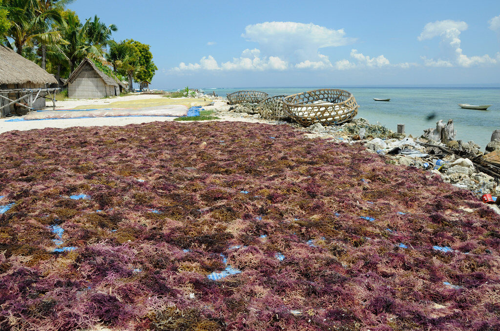 Racks of harvested seaweed drying on the rocks — the farming villages that still texture the island.