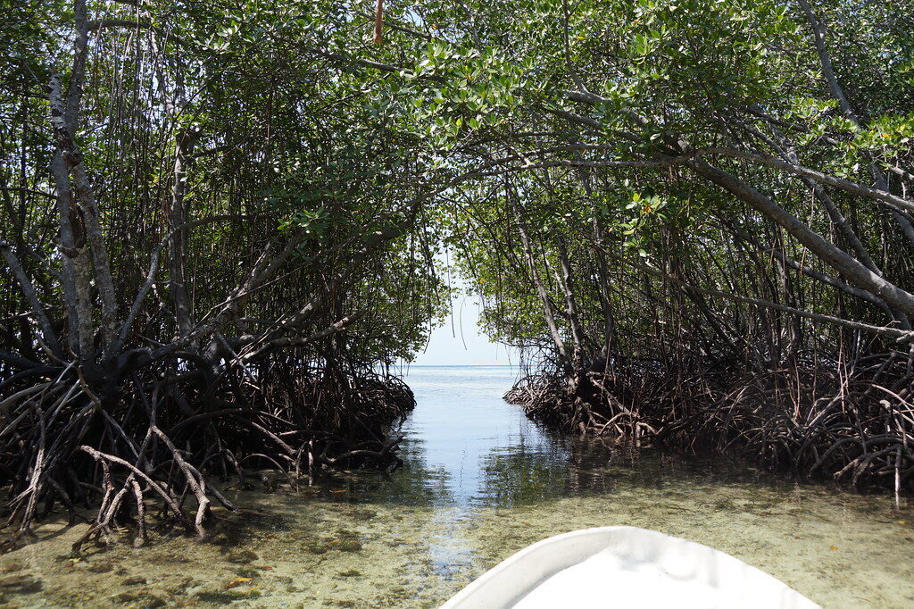 Paddling the north-end mangrove channels by outrigger — quietest early, before the sun bites.