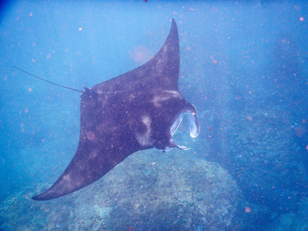 A manta ray gliding through the clear water off the Nusa islands.
