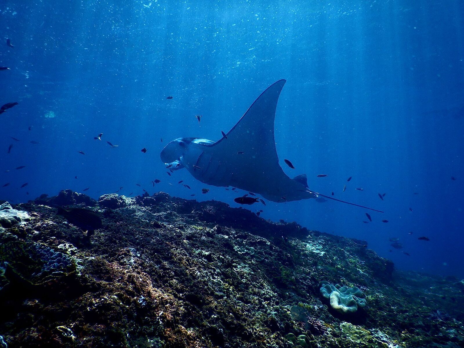 A manta cruising over the reef in shafts of sunlight.