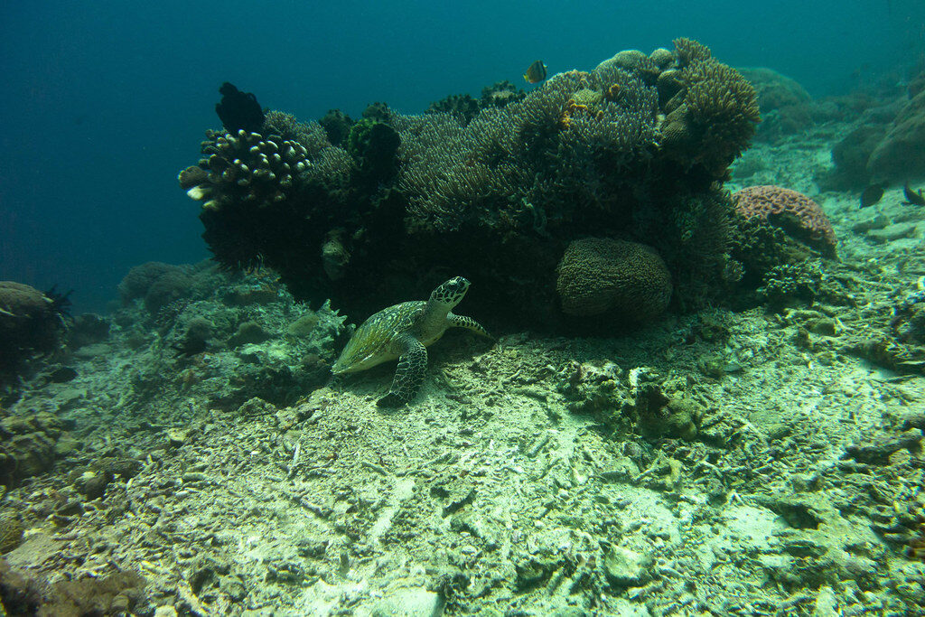 A green turtle grazing the reef.