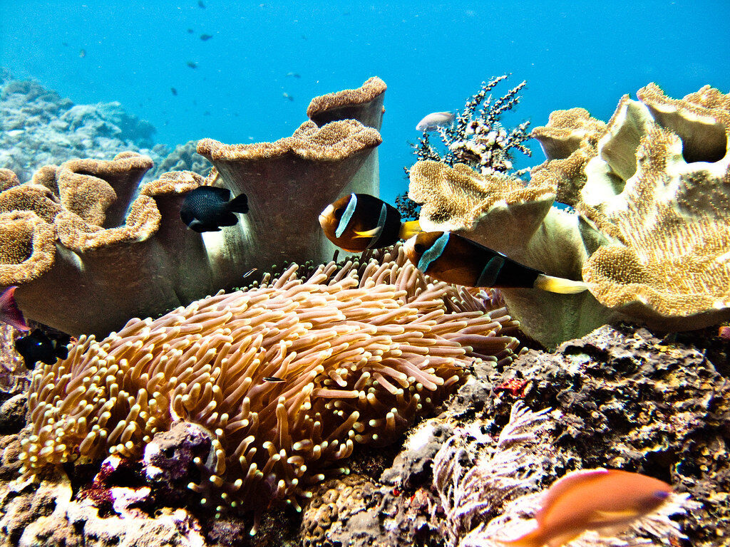 Reef life in the shallows — anemonefish among the coral.
