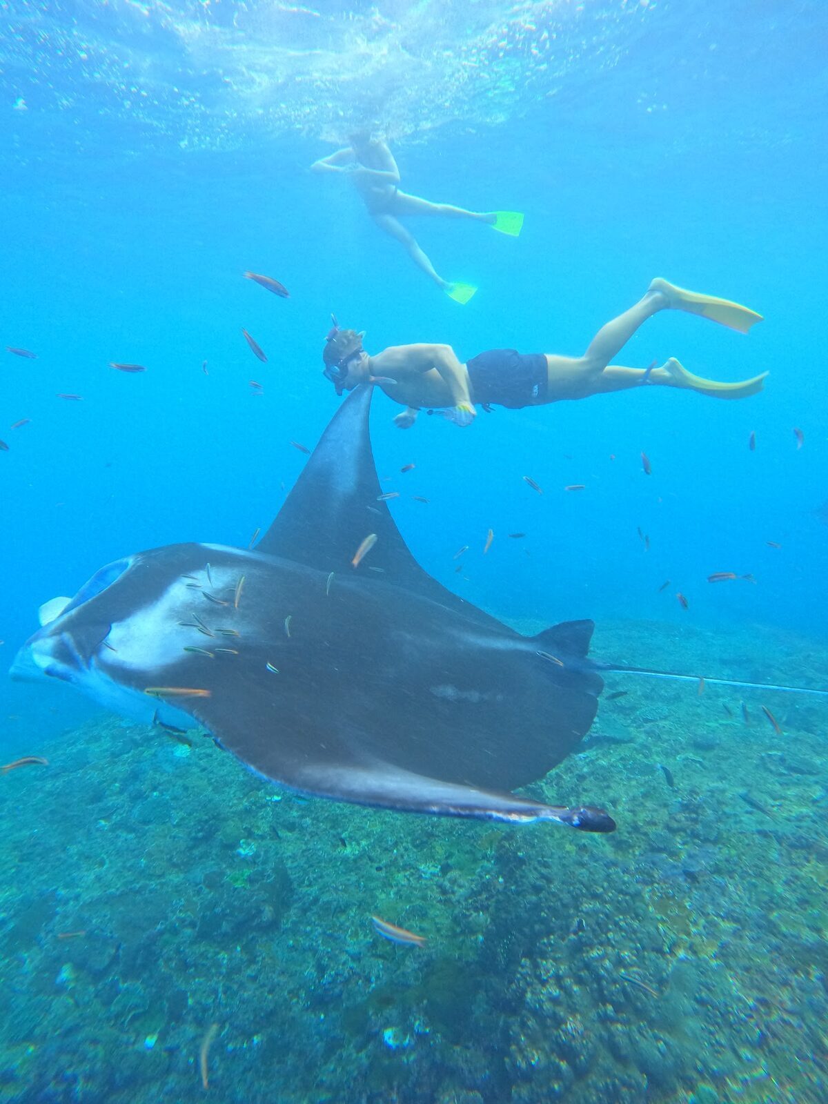 A snorkeller finning above a passing manta — the actual experience off Nusa Penida.