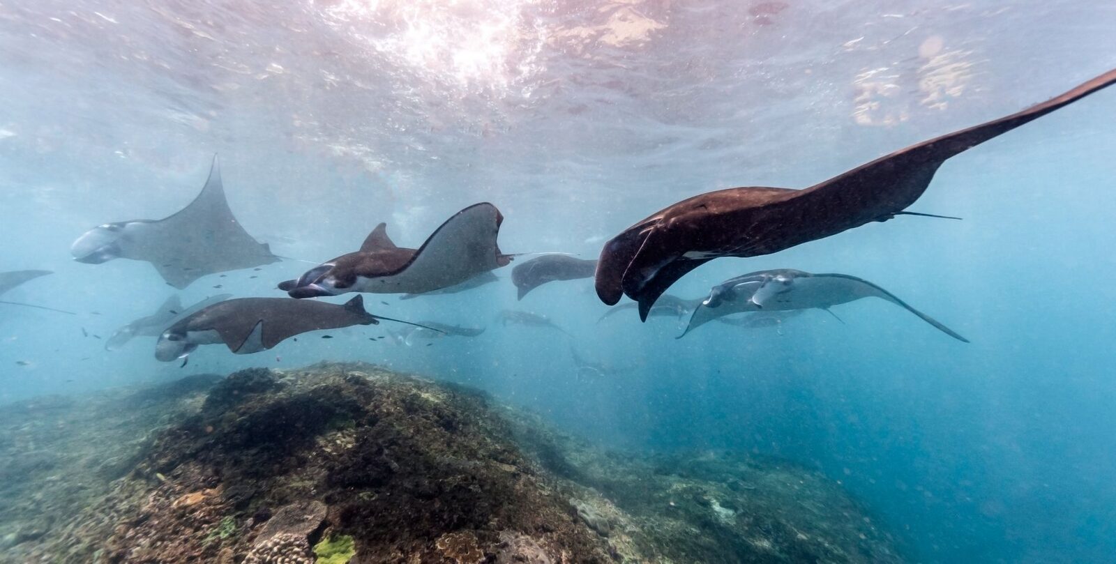 Several manta rays circling together over a cleaning-station reef.