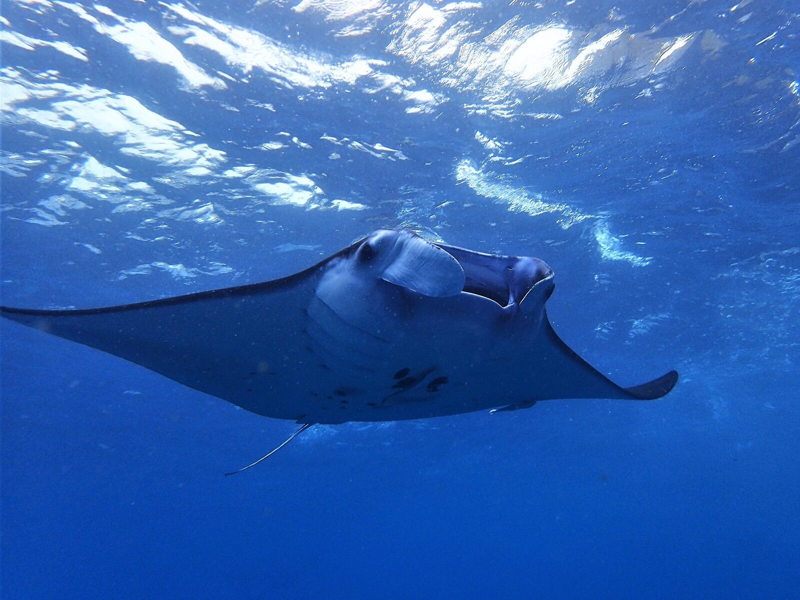 A manta near the surface, a diver silhouetted above.