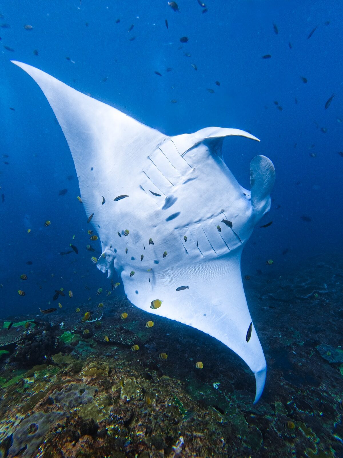 A white-bellied manta cruising over the reef.