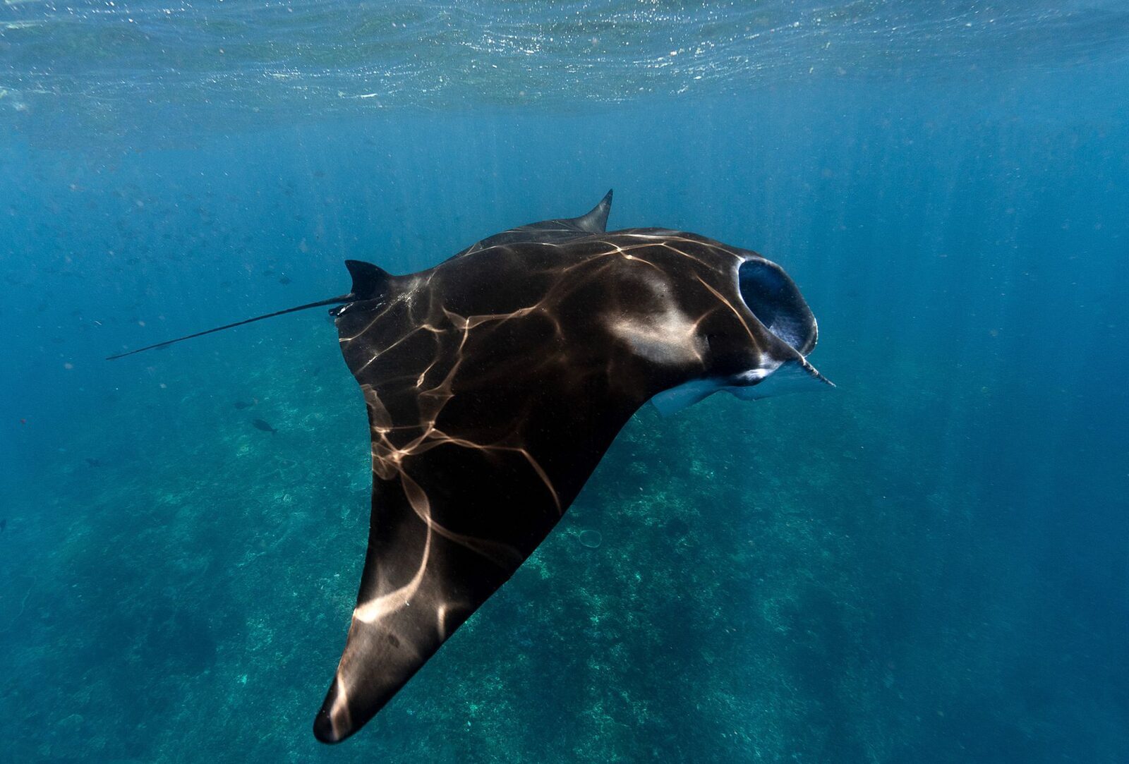 A manta ray gliding beneath the surface, sunlight catching its pale underside.