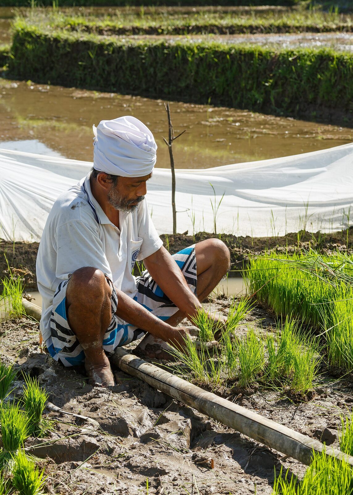 A farmer working young rice at the edge of a paddy.