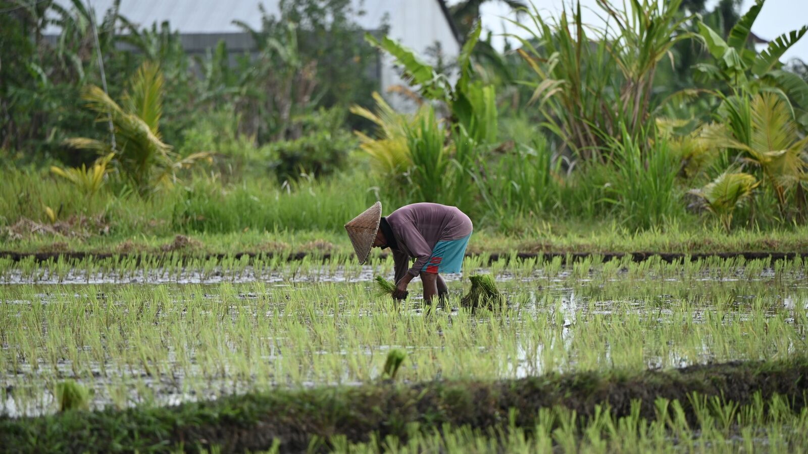 Bent to the water, setting bright-green seedlings one by one.