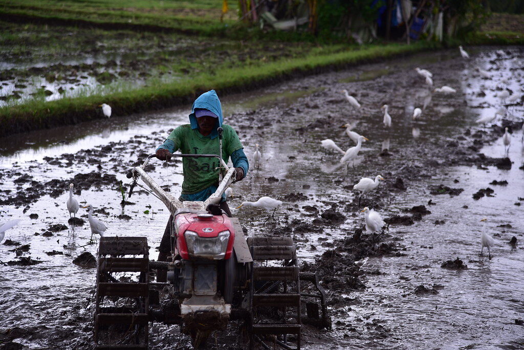 Working a flooded field with a power tiller, egrets trailing behind for the turned-up insects.