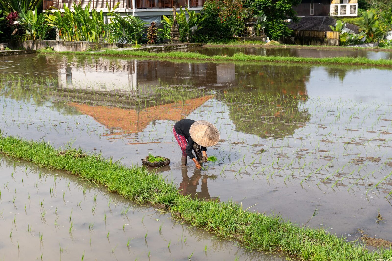 A farmer in a conical hat transplanting seedlings by hand, mirrored in the flooded field.