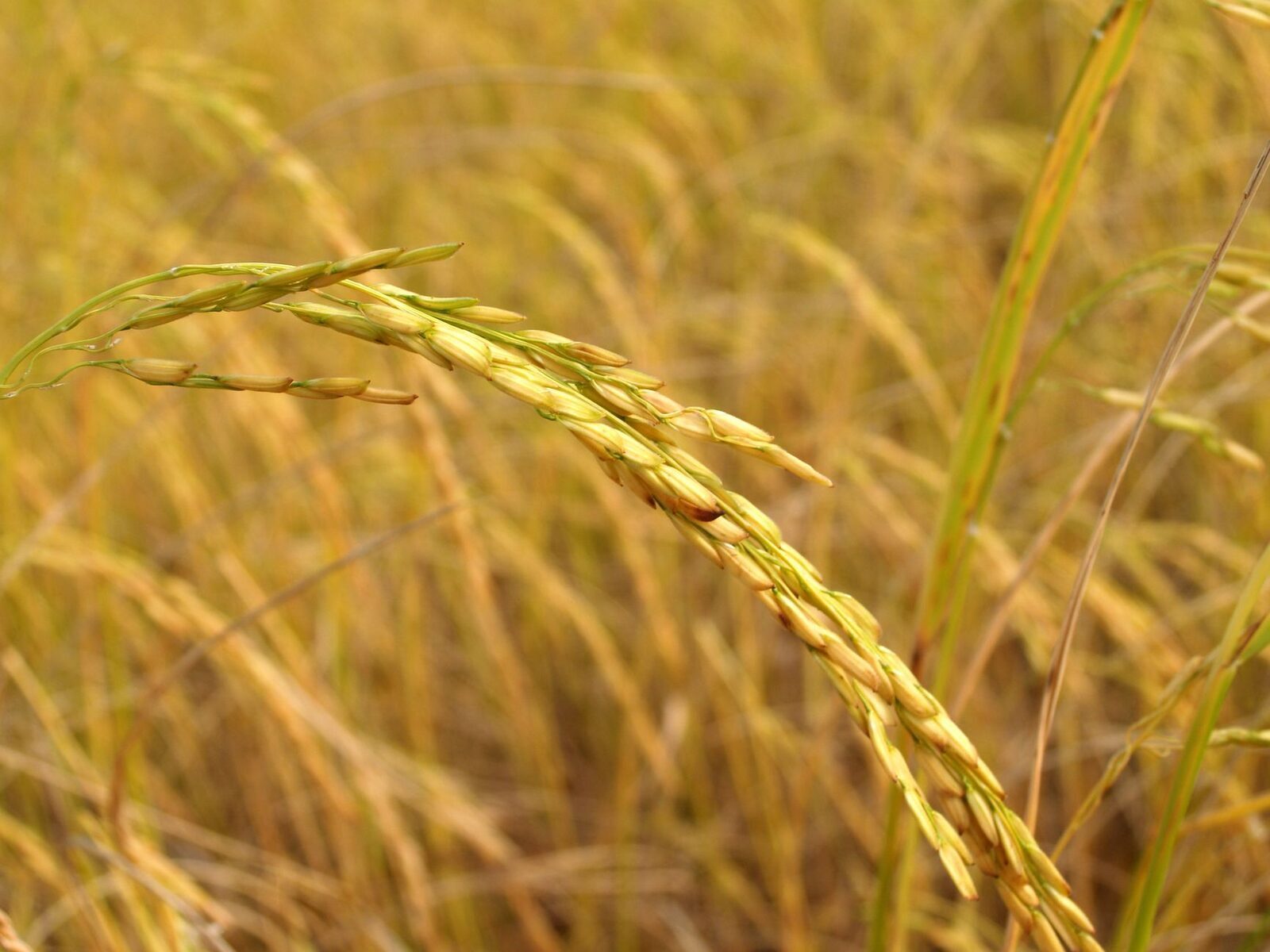 Heavy golden ears bending the stalks, ready for cutting.