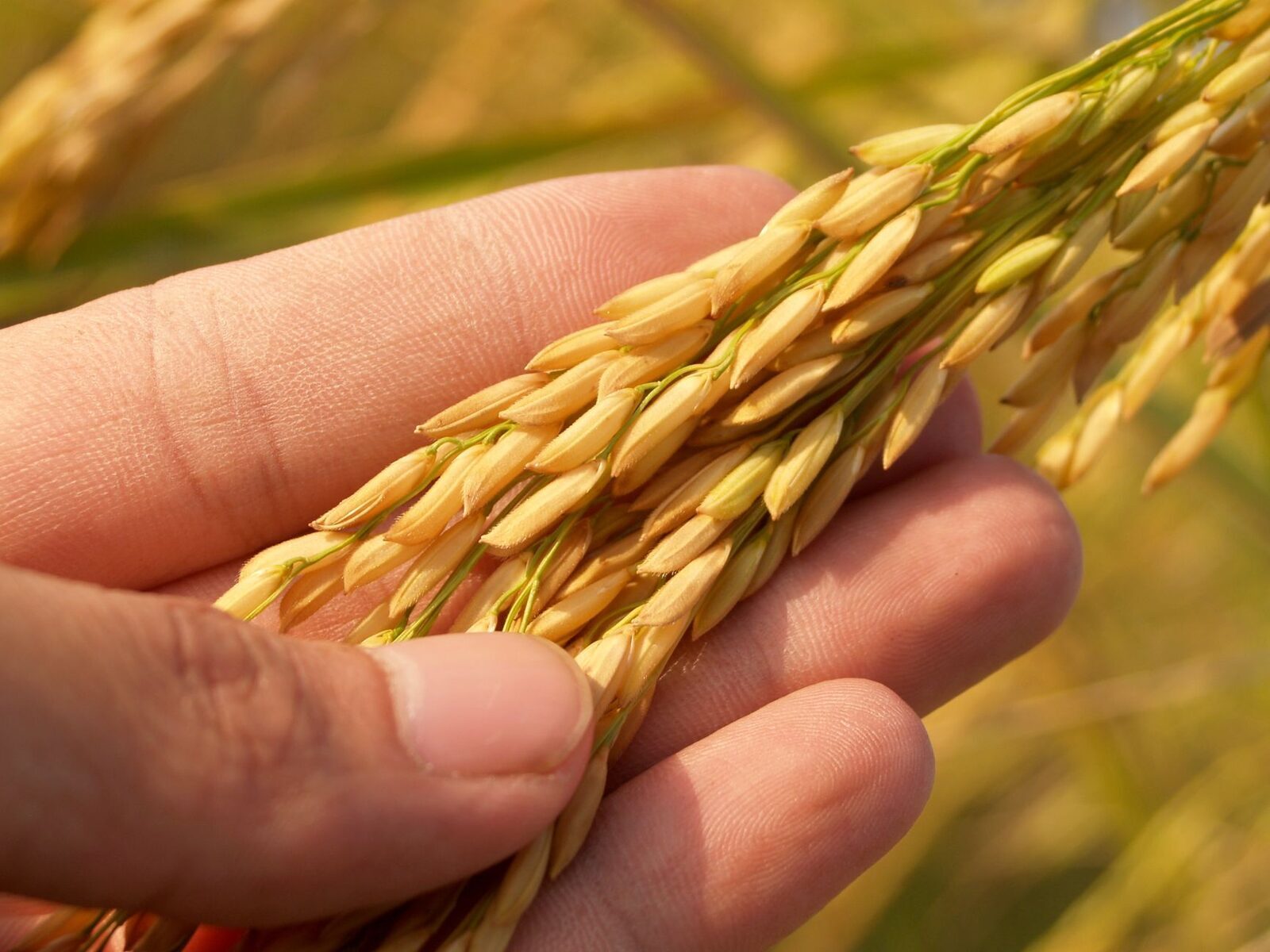 A hand cupping ripe grain — the end of the three-to-four-month cycle.