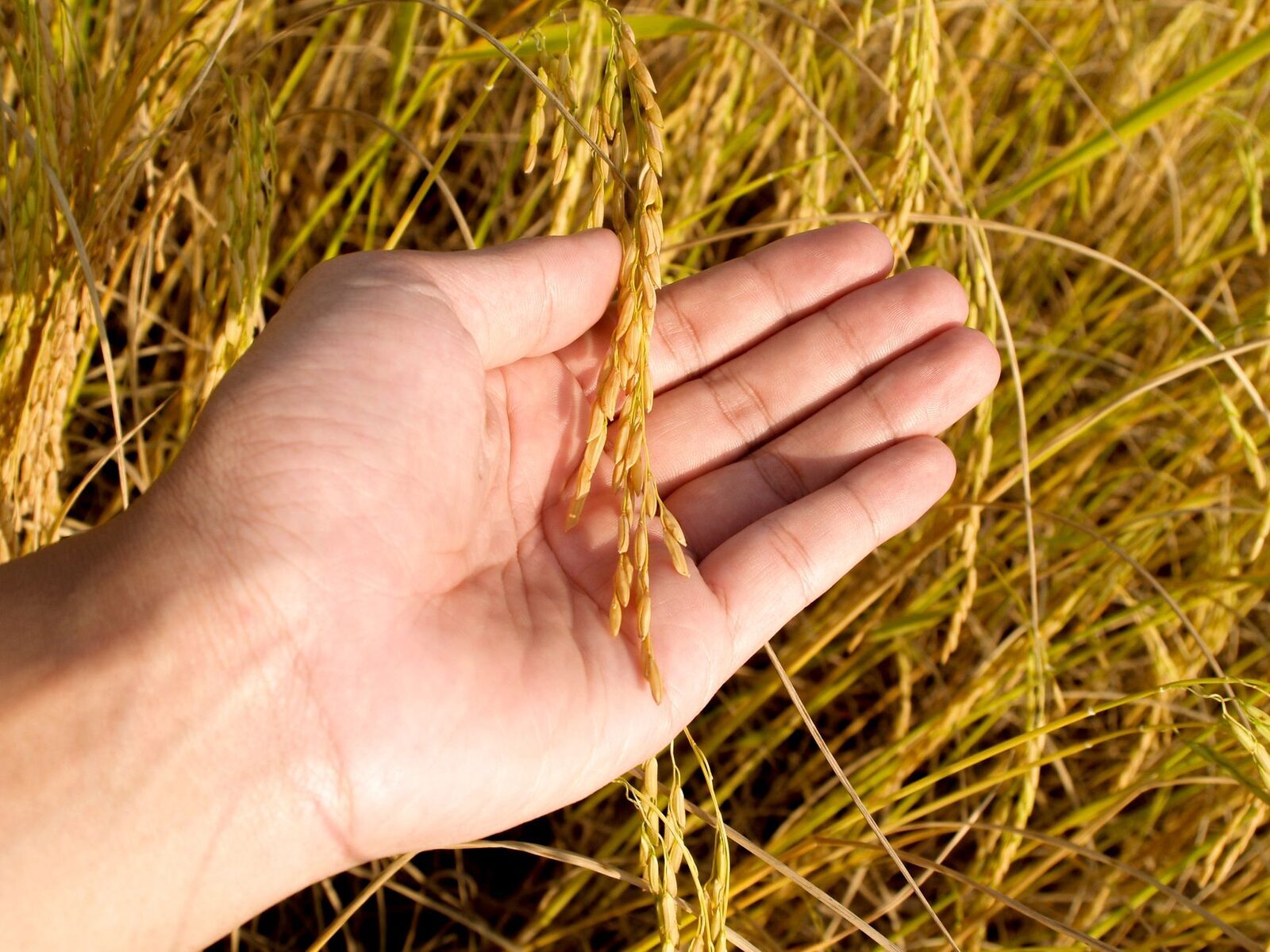 Ripe rice held up against the light before harvest.