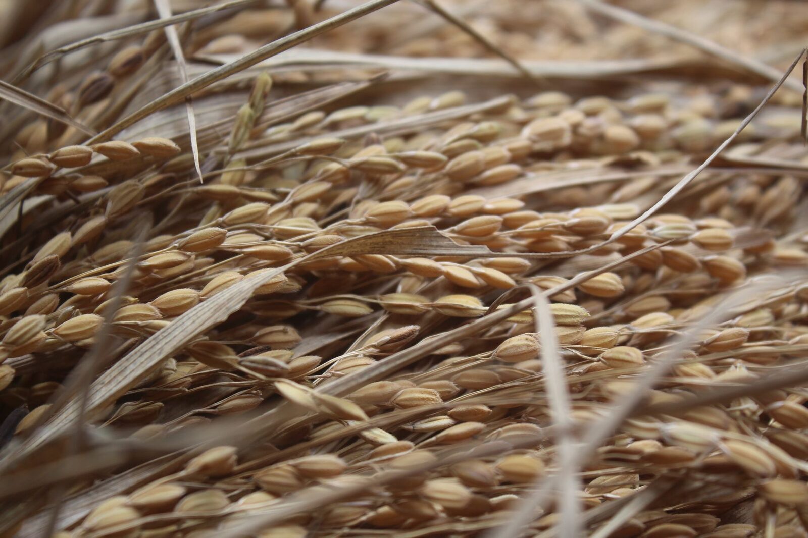 Threshed grain, the crop that started as hand-planted seedlings.