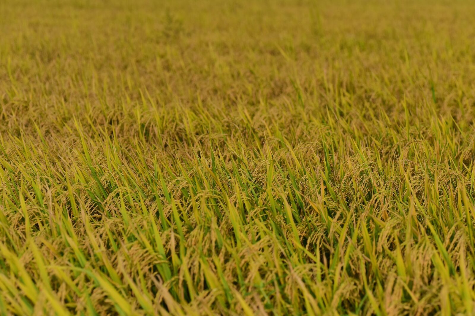 Rice deepened from emerald to gold — the near-harvest field that looks, as they say, on fire.