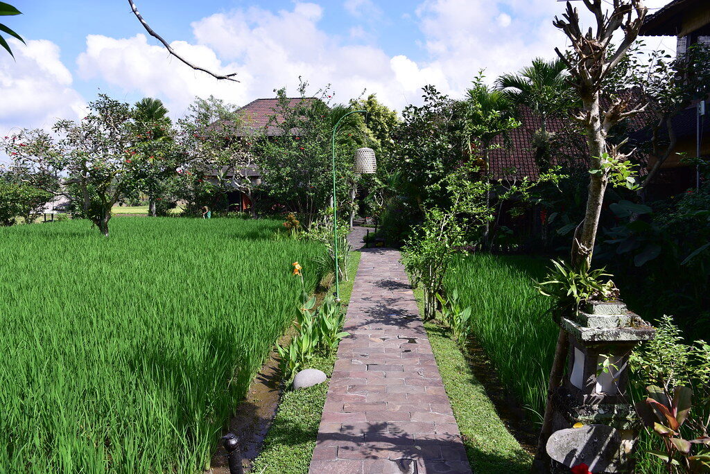 A paved path leading past a shrine at the edge of a green paddy.