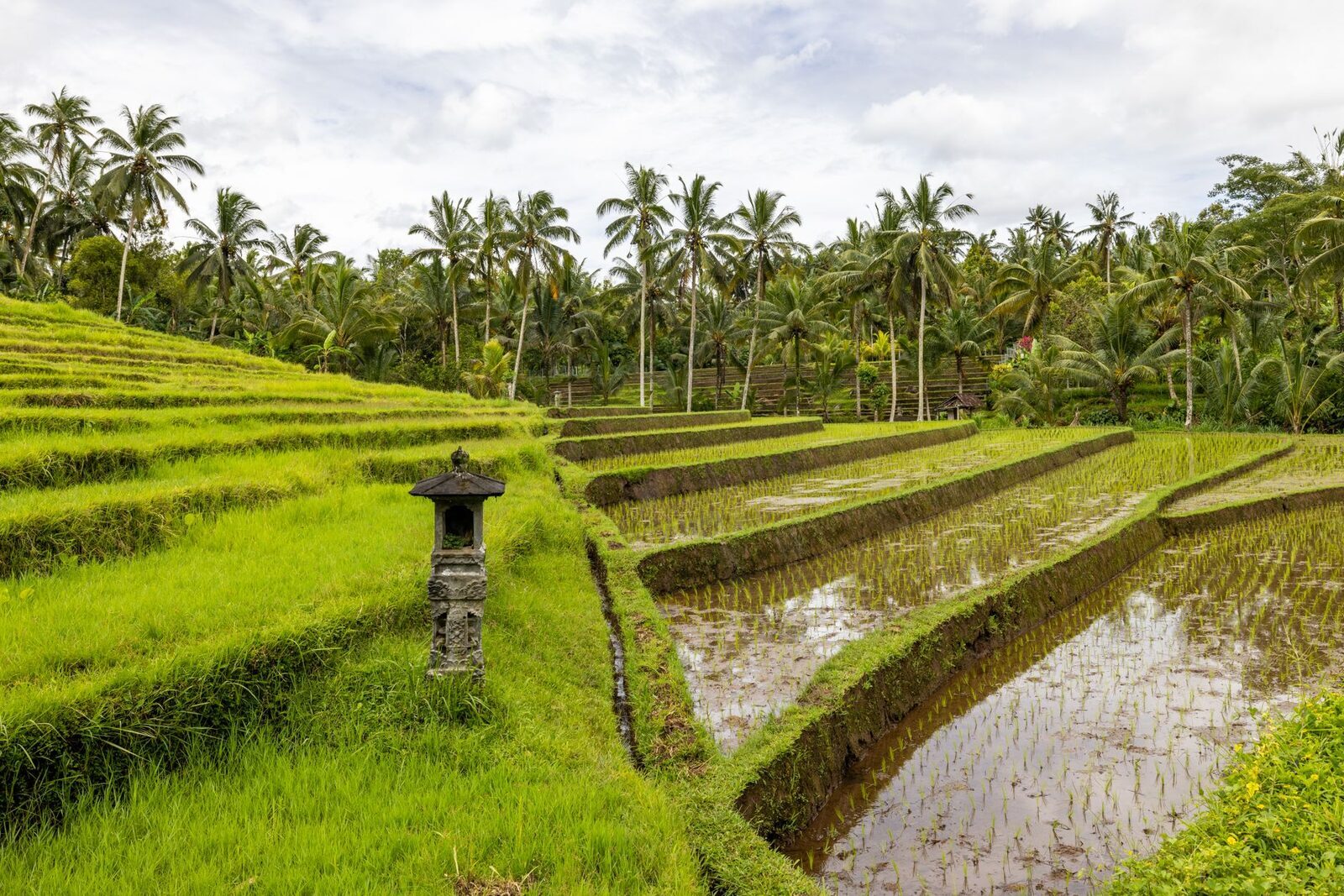 A stone shrine standing among the terraces — every subak has its own temple.