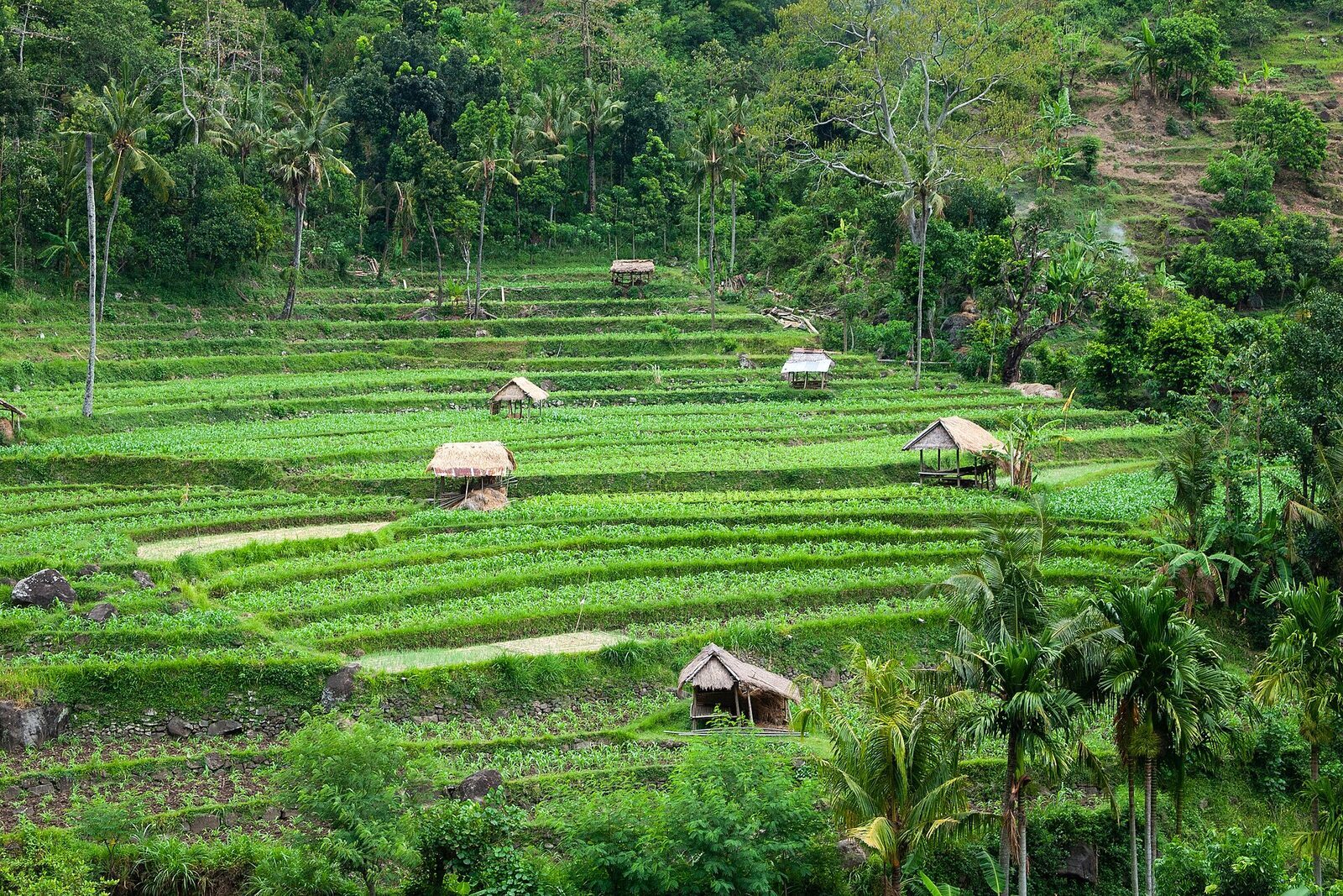 Terraces and a thatched hut on the hillside.