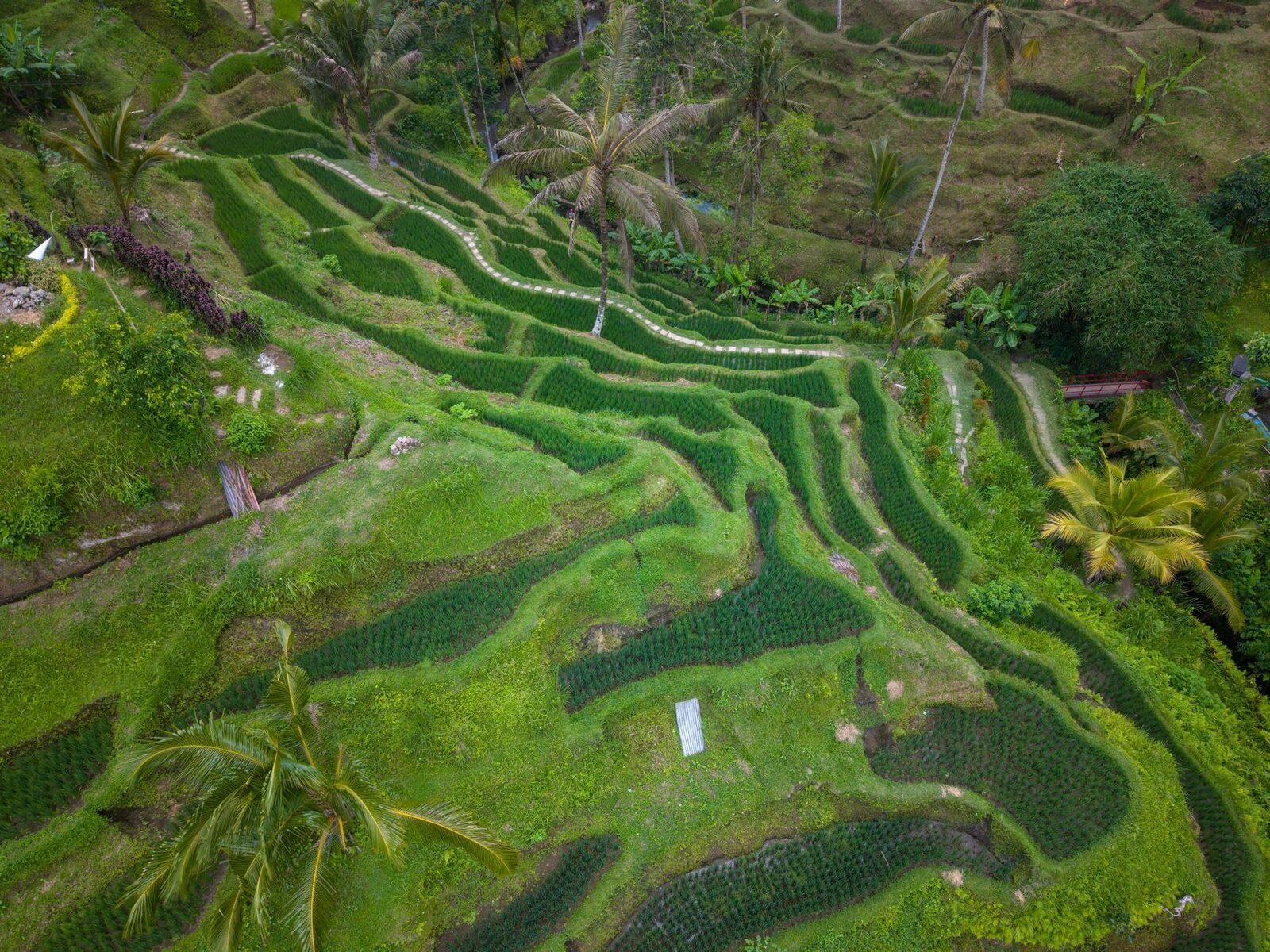 From above, terraces curving in soft contours around the slope.