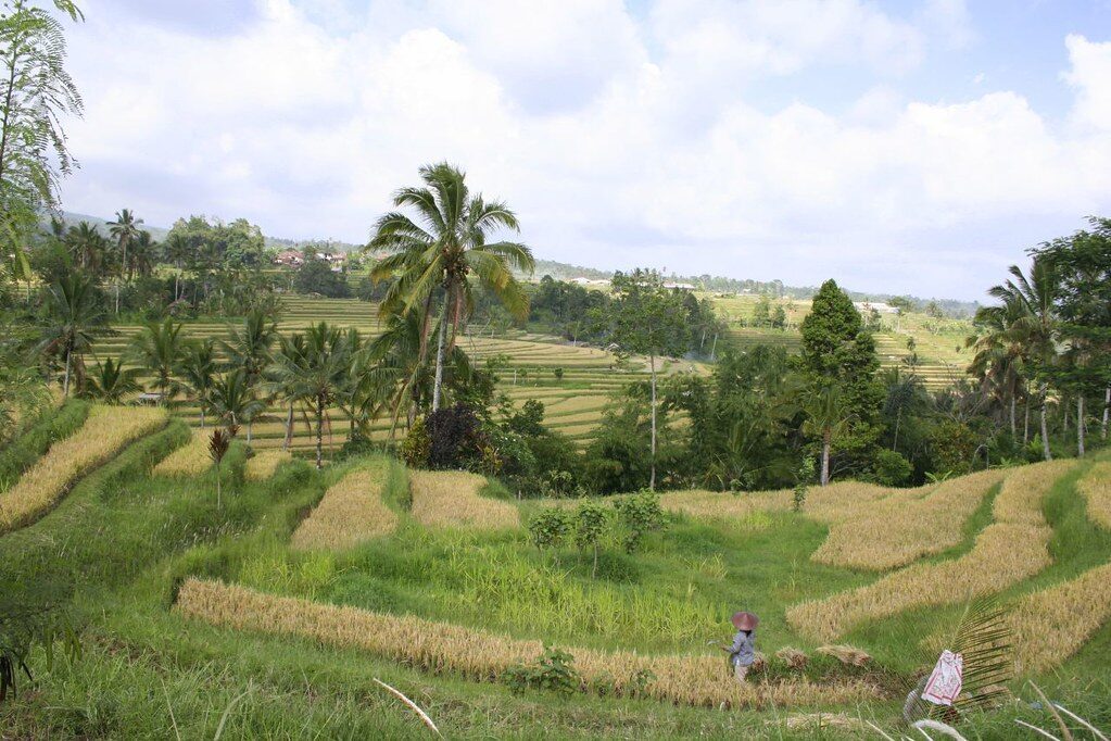 A marked path threading between the paddies.