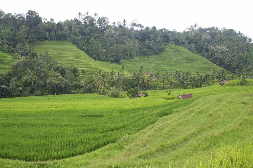 Broad, gently rolling terraces — the wider, walk-into-it Jatiluwih type.