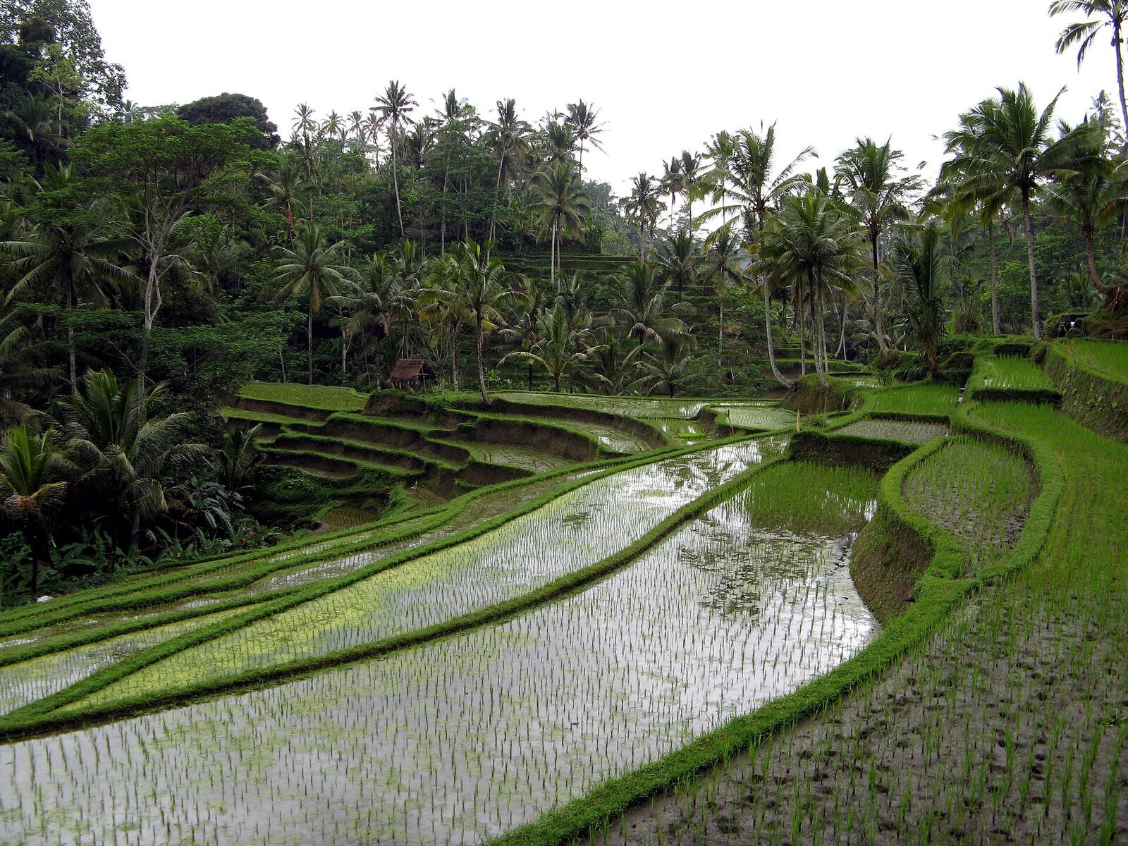 Flooded terraces fanning out under the palms.