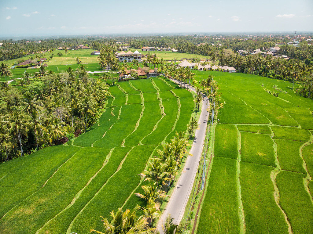 Aerial green terraces beside a country road.