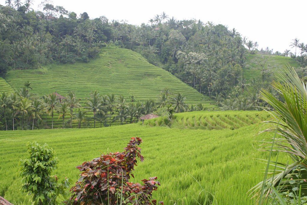 Green terraces with a red flower at the field edge.