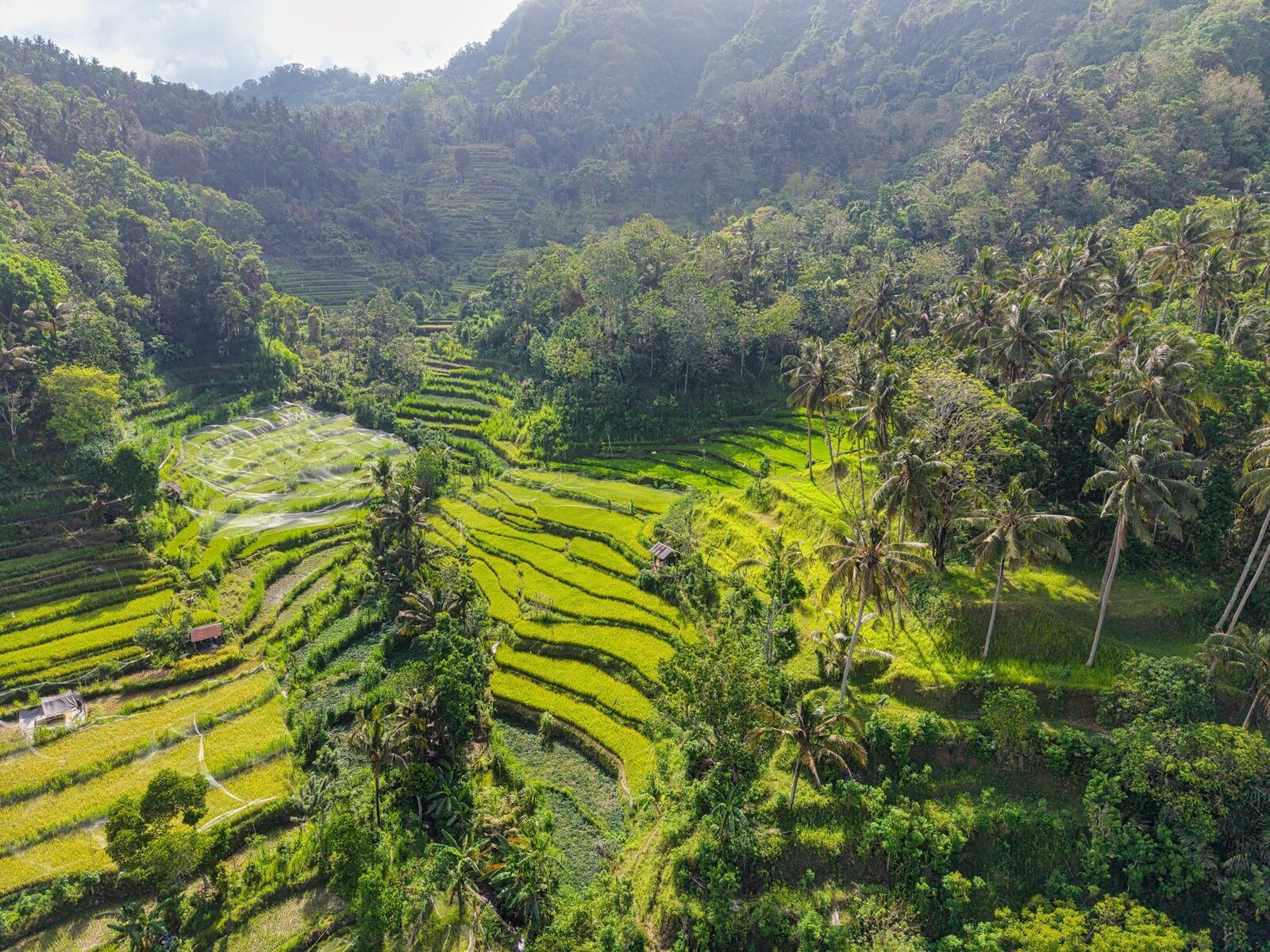 The steep, dramatic gorge type — narrow tiers you photograph from the road, like Tegallalang near Ubud.