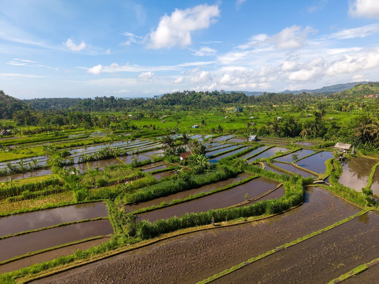 Paddies divided into a patchwork, each plot fed and drained in turn — the share-out a subak is built to make visible.
